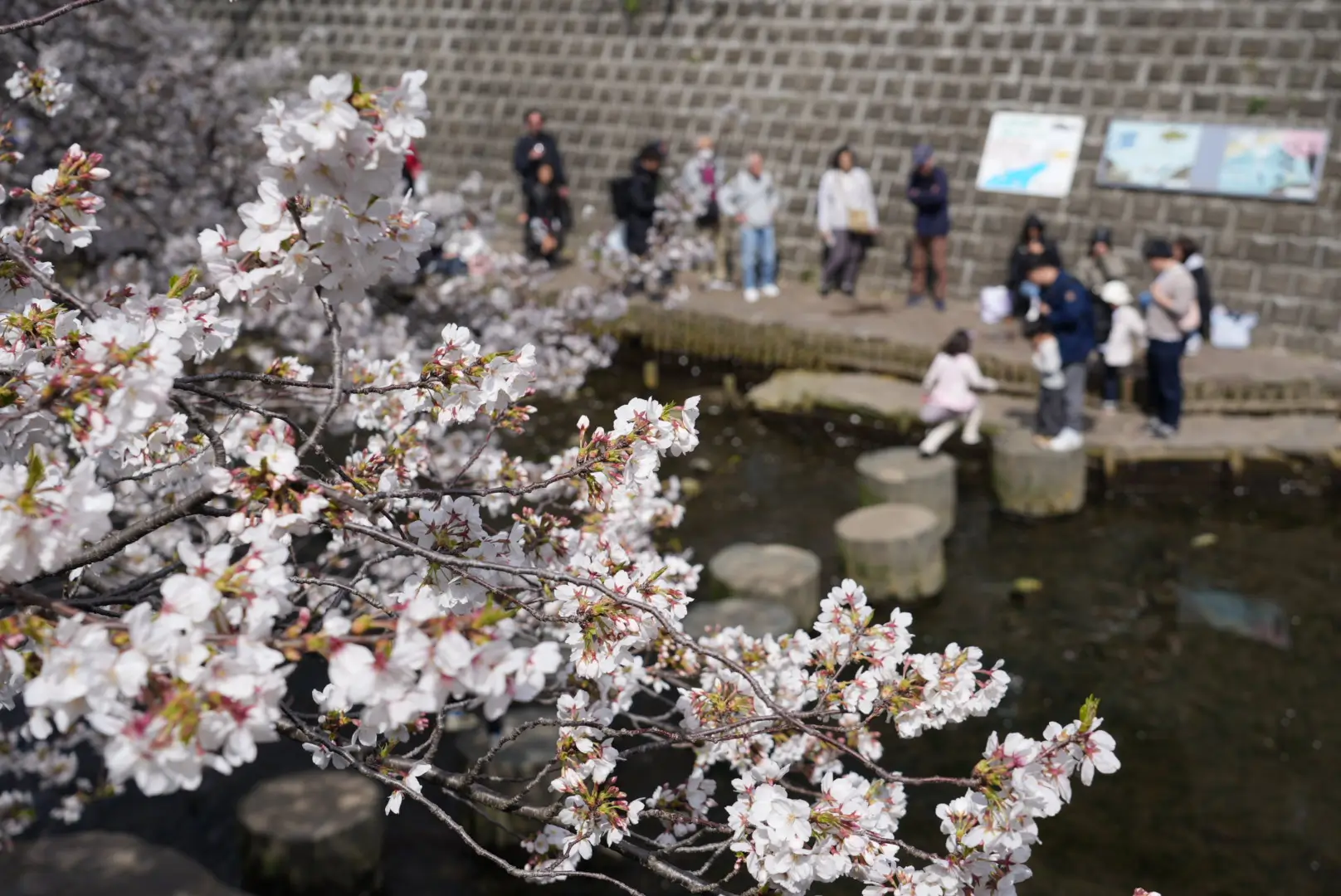 Cherry Blossoms