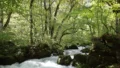 Oirase Gorge 120x68