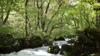Oirase Gorge 388x218